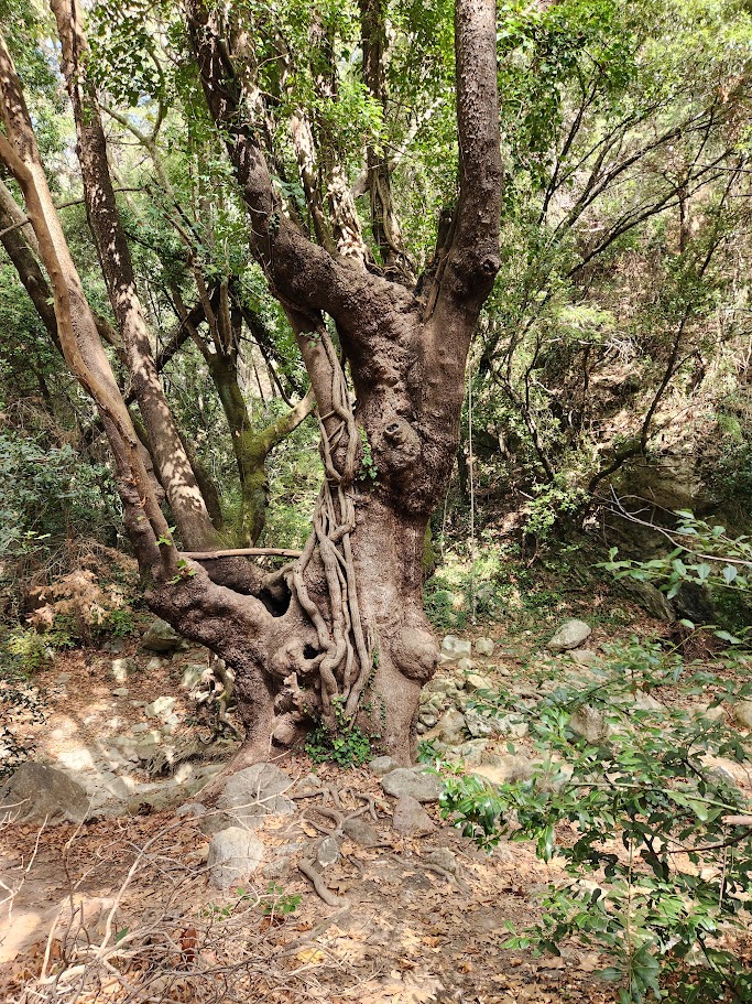 Alte Bäume auf Samos